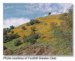 Foothill Garden Club