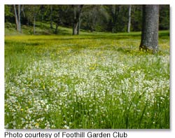 Foothill Garden Club