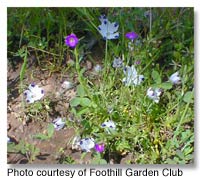 Foothill Garden Club