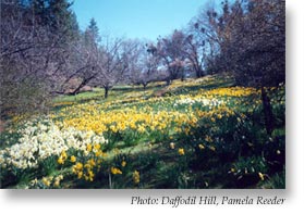 Daffodil Hill