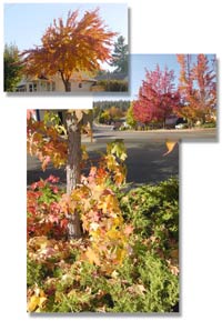 Fall In Grass Valley