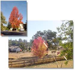 Fall In Placerville